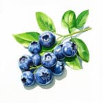 Frische Blaubeeren mit grünen Blättern