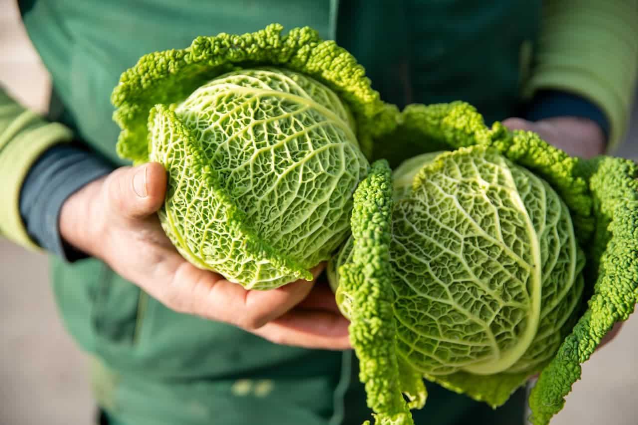 Hände halten frischen Wirsingkohl