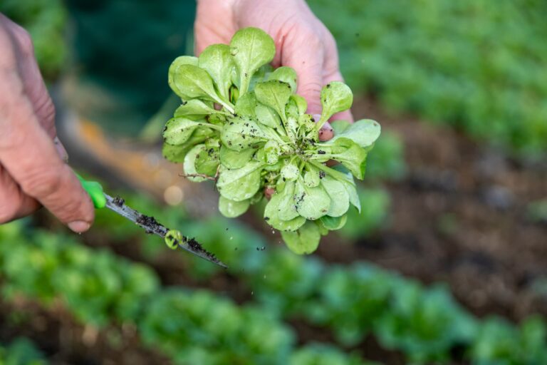 Ernte von Feldsalat mit Schere im Garten