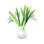 Frischer Fenchel mit grünen Stielen und Blättern