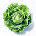 Grüner Kopfsalat auf weissem Hintergrund