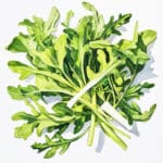 Frische Rucola-Blätter auf weissem Hintergrund
