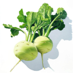 Zwei Kohlrabi mit Blättern auf weißem Hintergrund