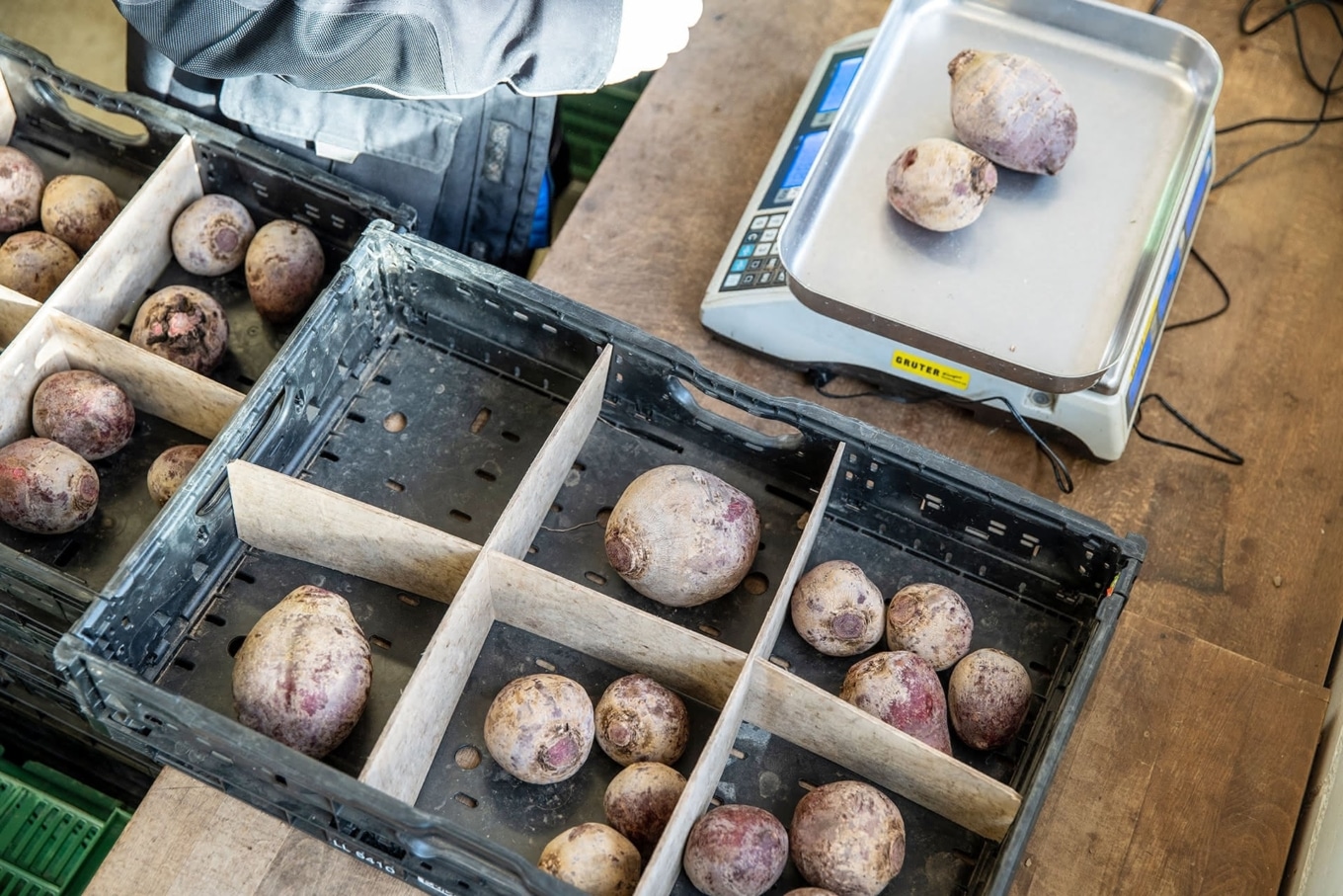 Rote Beete werden in der Stiftung zur Weid gewogen und in Kisten sortiert