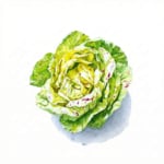 Ein Kopf Castelfranco-Salat auf weissem Hintergrund