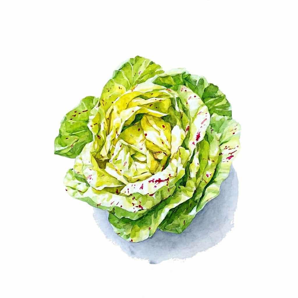 Ein Kopf Castelfranco-Salat auf weissem Hintergrund